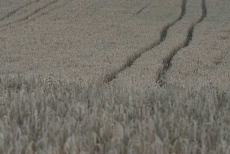 le chemin dans le bl.jpg